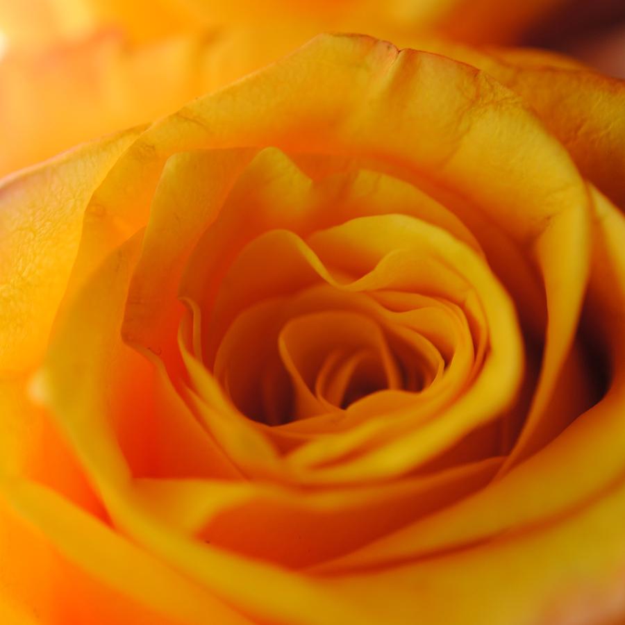 Rose Photograph - Yellow Rose Close Up by Cindy Boyd