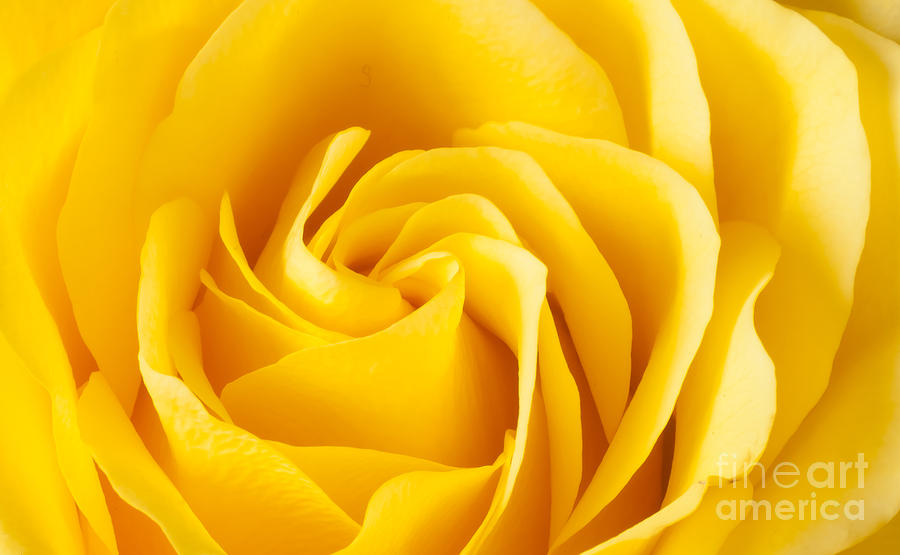 Yellow Rose Photograph by Colin Rayner