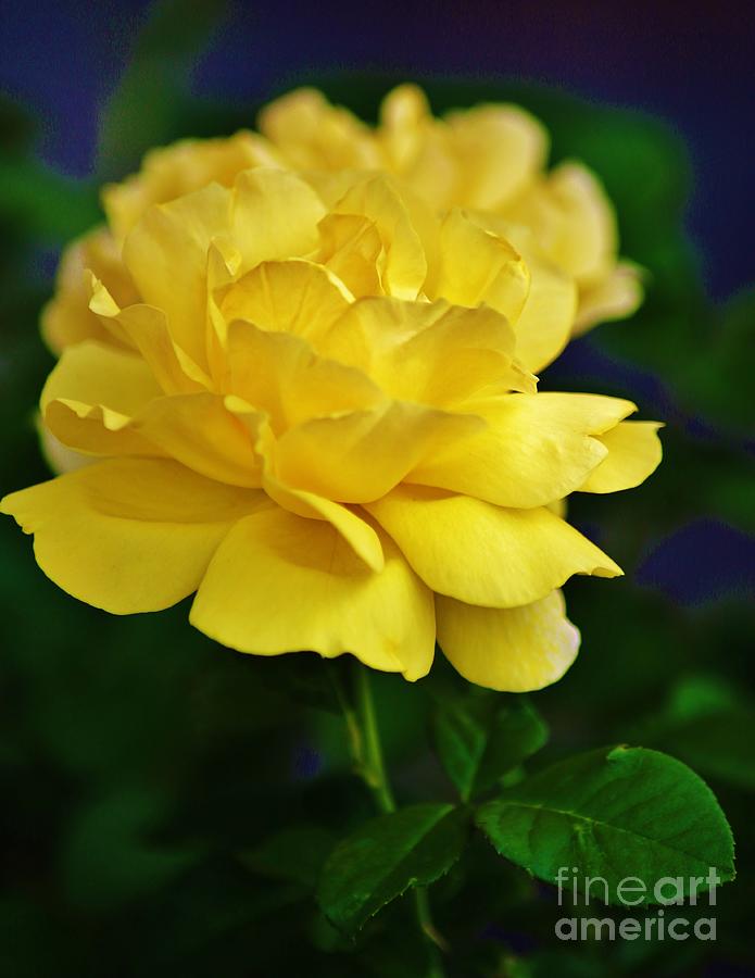 Yellow Rose Photograph by Craig Wood