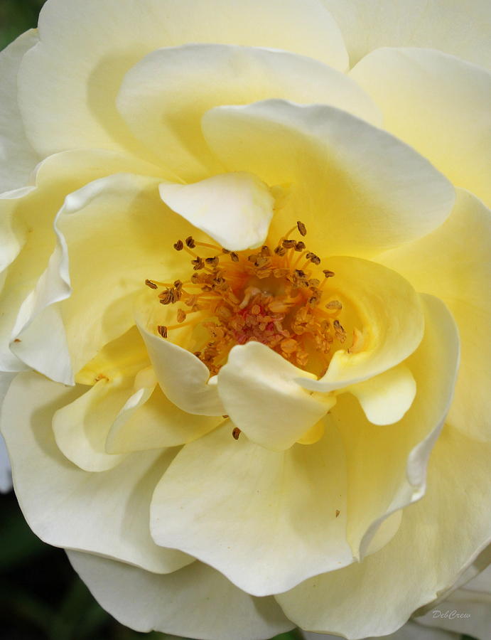 Yellow Rose Photograph by Deborah  Crew-Johnson