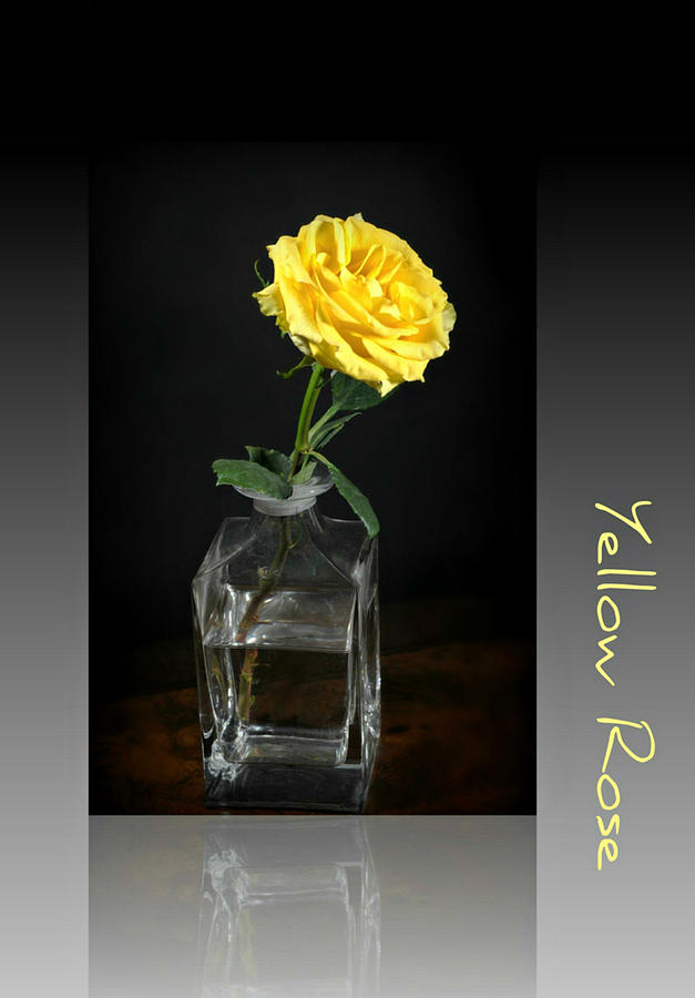 Yellow Rose Photograph by Diana Angstadt