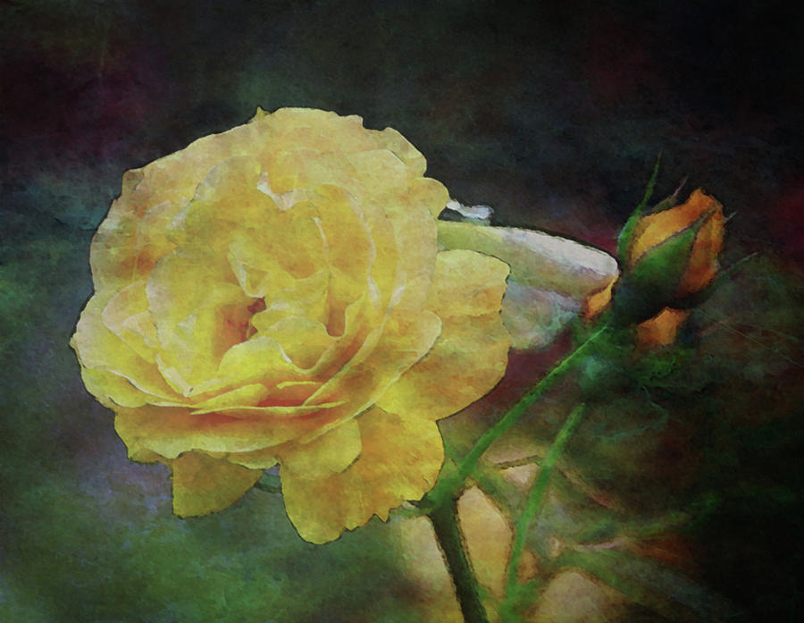 Yellow Rose Digital Painting 0367 DP_2 Photograph by Steven Ward