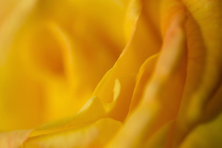 Yellow Rose Edges Photograph by Mary Jo Allen - Fine Art America