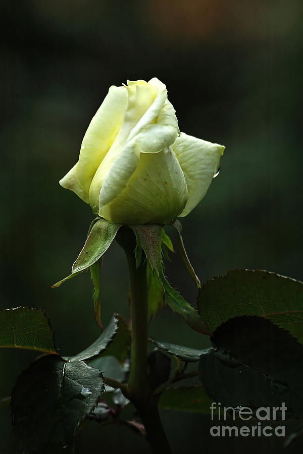 Yellow Rose Photograph by Edward Sobuta