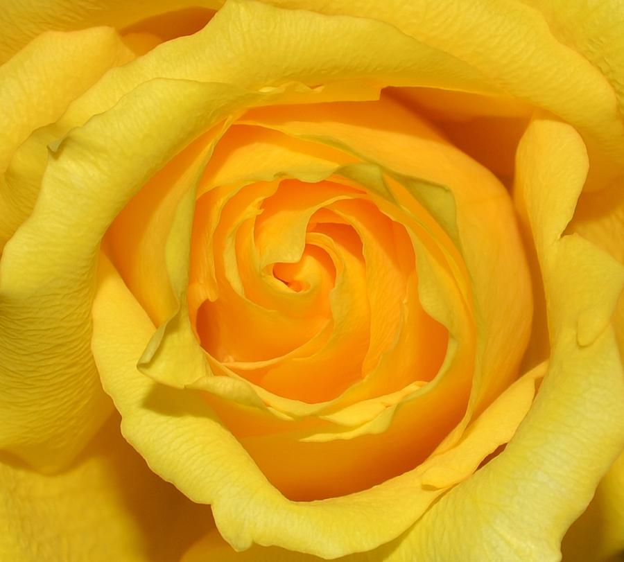 Yellow Rose Photograph by Eileen Brymer