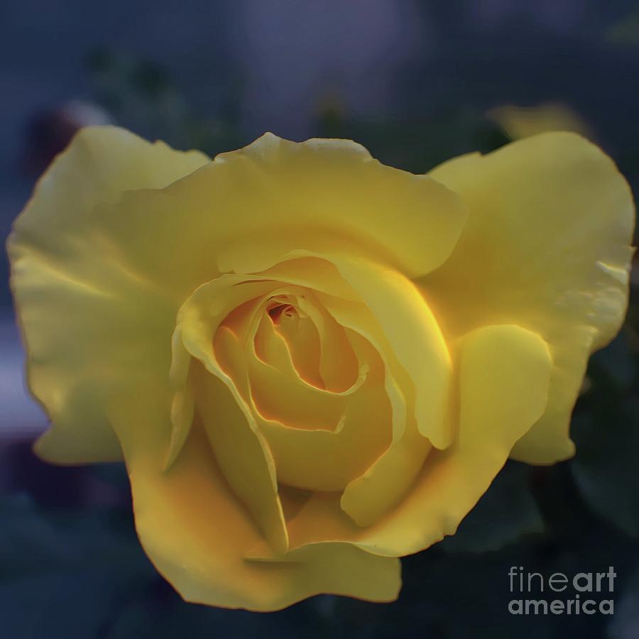 Yellow Rose Garden Photograph by Ella Kaye Dickey