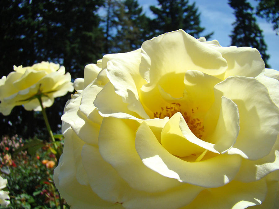 YELLOW ROSE Garden Landscape 3 Roses Art Prints Baslee Troutman Photograph by Patti Baslee
