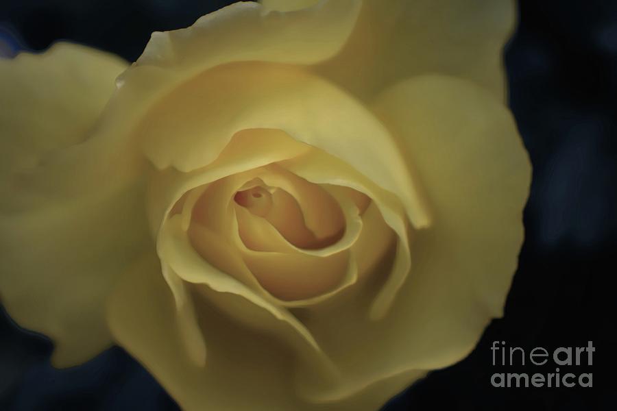Yellow Rose Garden three Photograph by Ella Kaye Dickey