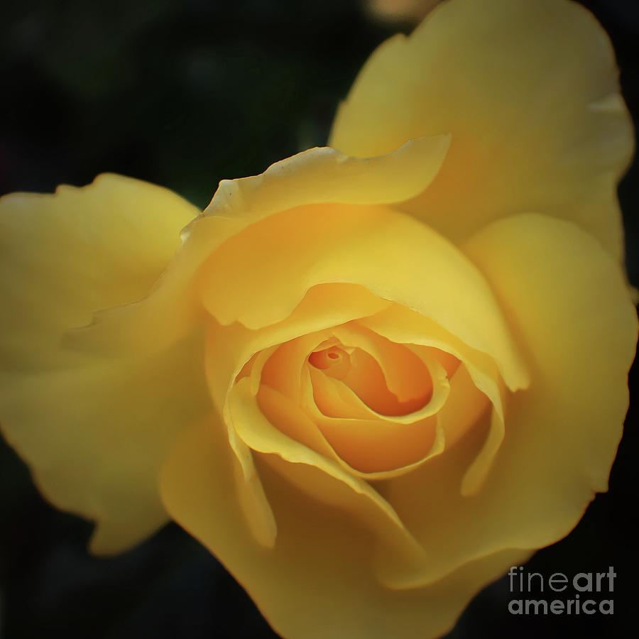Yellow Rose Garden two Photograph by Ella Kaye Dickey