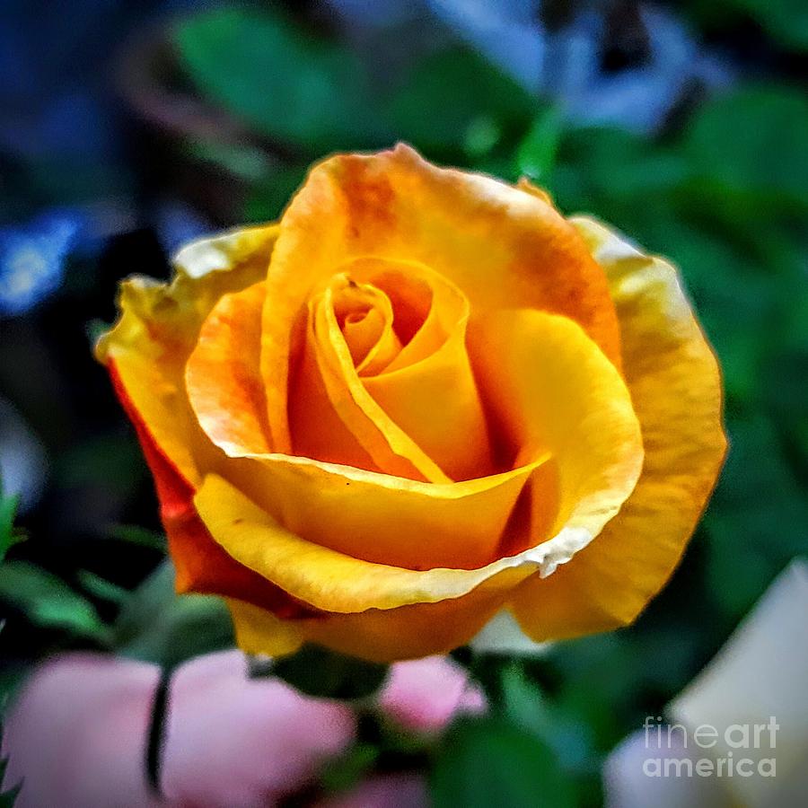 Yellow rose Photograph by Garnett Jaeger