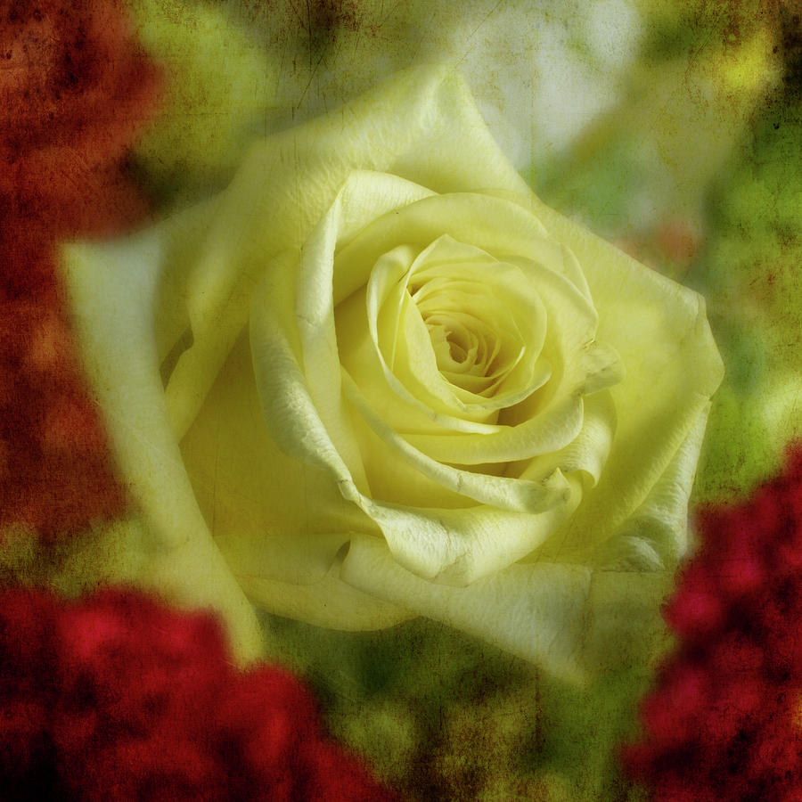 Yellow Rose Photograph by Garry McMichael