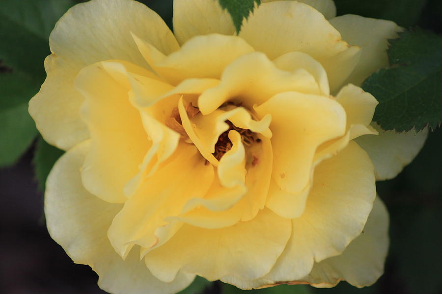Yellow Rose Photograph by Gerri Duke