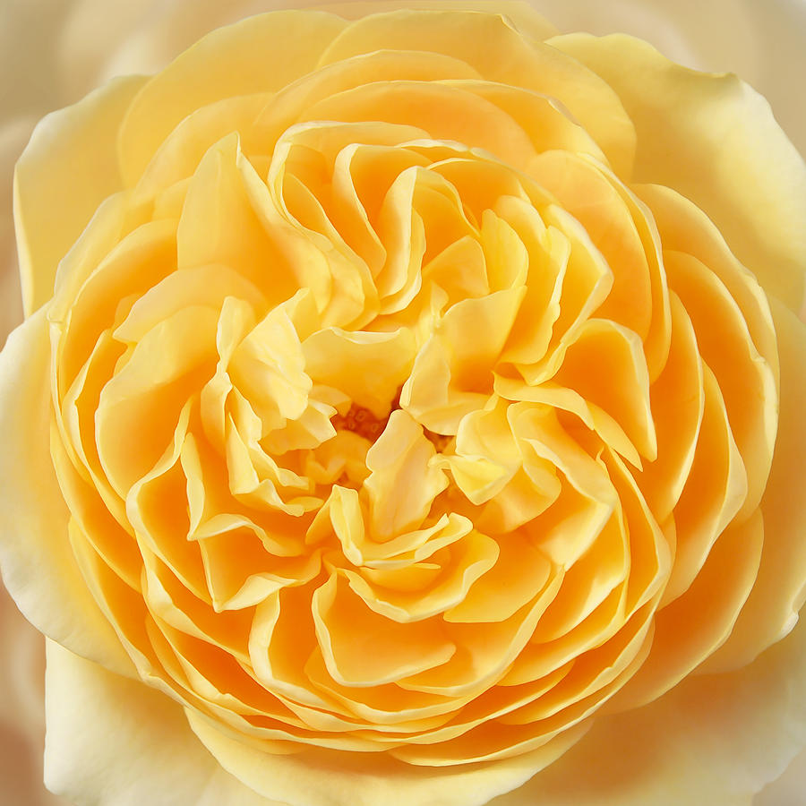 Yellow Rose Heart Photograph by Gill Billington