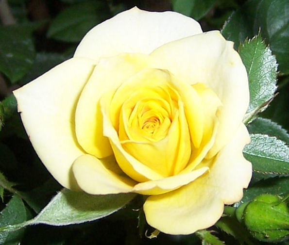Rose Photograph - Yellow Rose by Heather Chaput