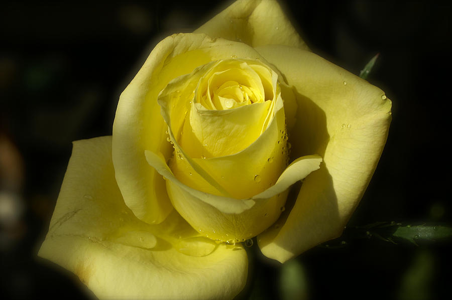 Yellow Rose I Photograph by Henri Irizarri
