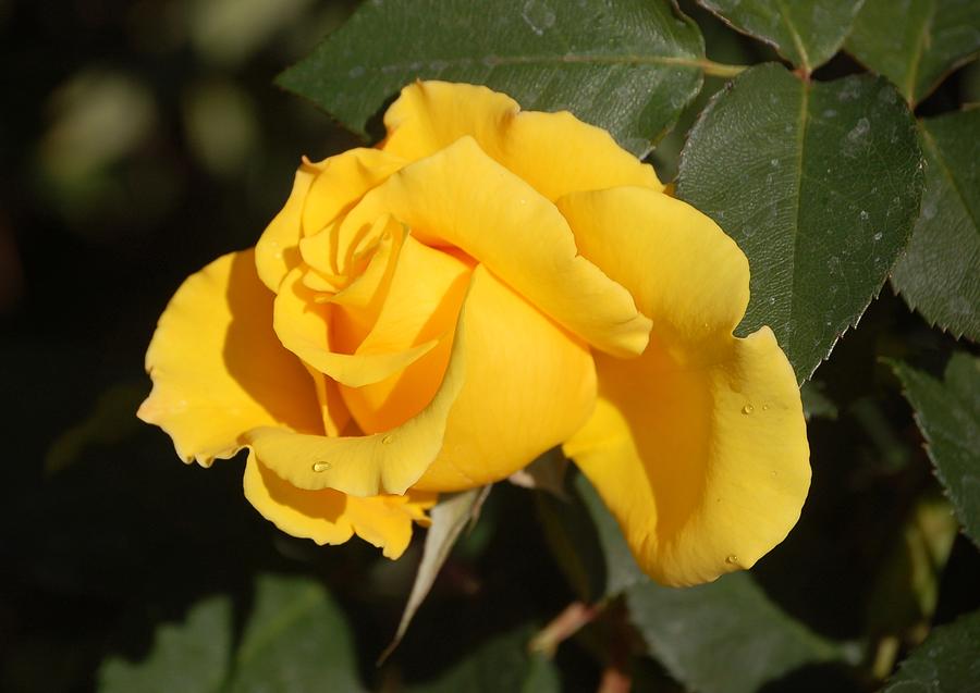 Yellow Rose I Photograph by Linda Brody