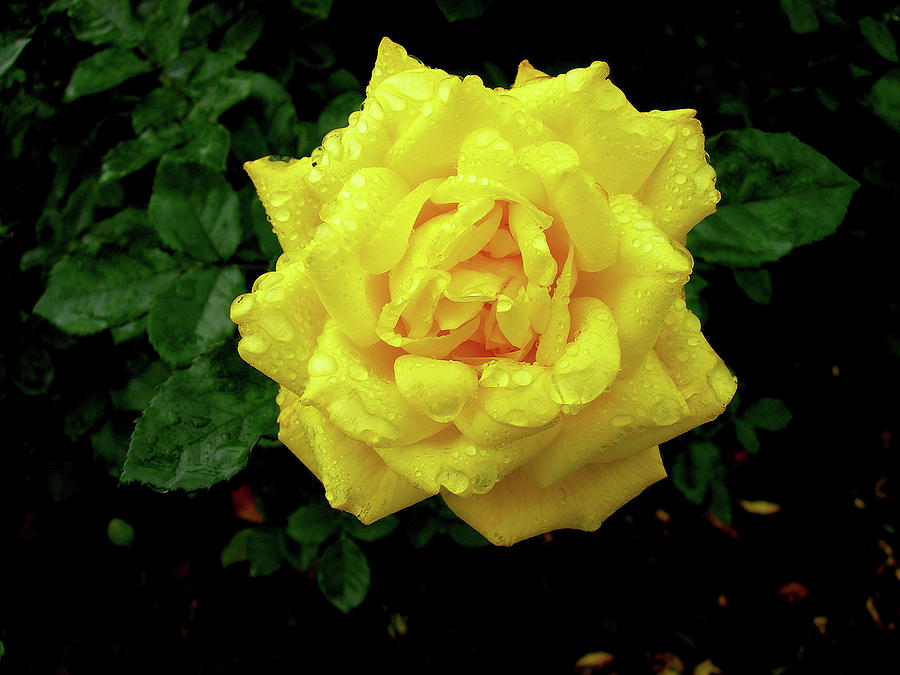 Nature Photograph - Yellow Rose I by Tom Horsch Photography