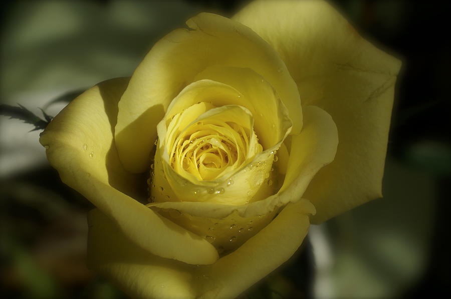 Yellow Rose II Photograph by Henri Irizarri