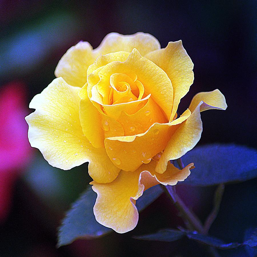 Yellow Rose II Photograph by Joan Han