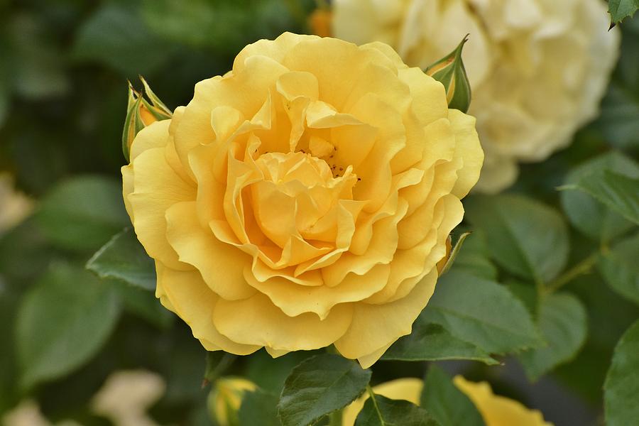 Yellow Rose III Photograph by Linda Brody