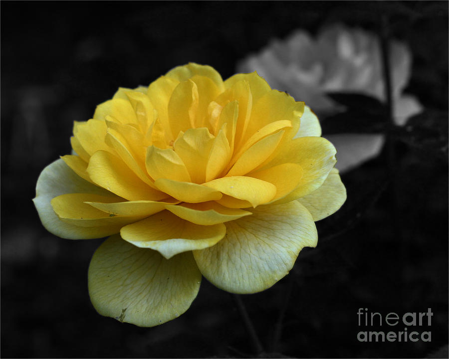 Yellow Rose In Bloom Photograph by Smilin Eyes Treasures