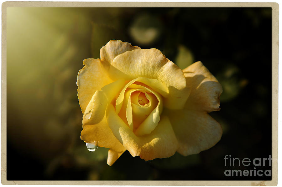Yellow Rose in Bloom Photograph by Stefano Senise