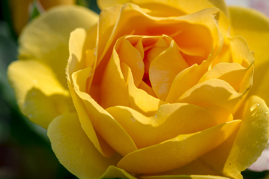 Yellow Rose in Bloom Photograph by Teri Virbickis