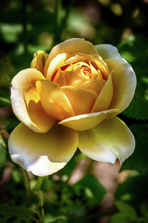 Yellow Rose in Light and Shadow Photograph by John Haldane