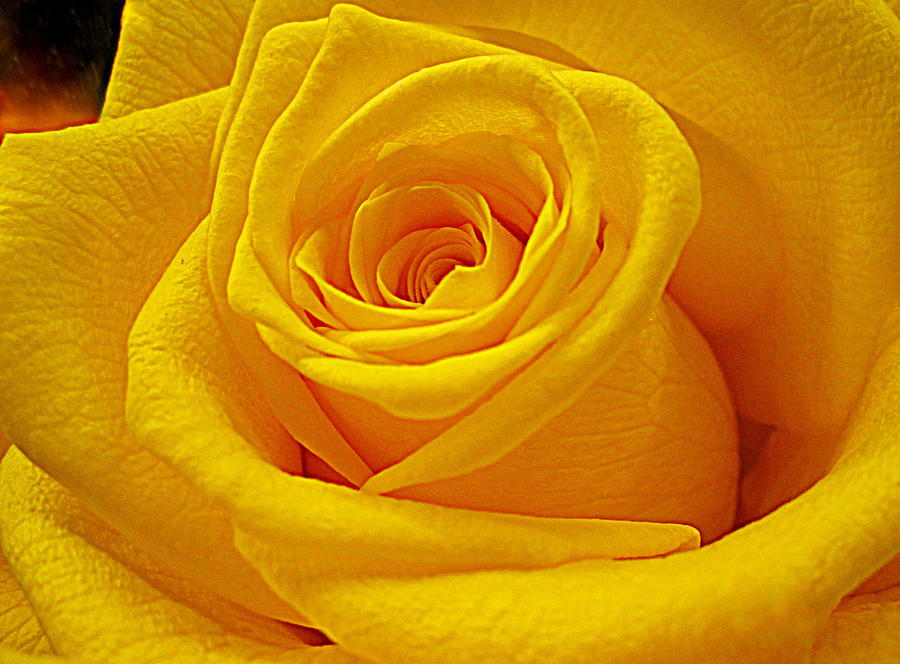 Flower Photograph - Yellow Rose in Prime by Bonita Brandt