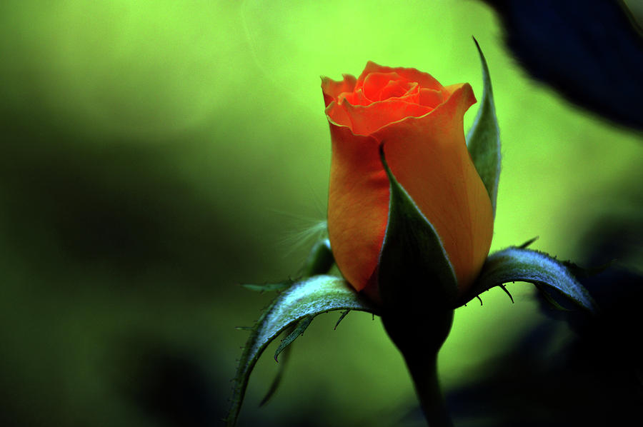 Yellow Rose in Splendor Photograph by Lesa Fine