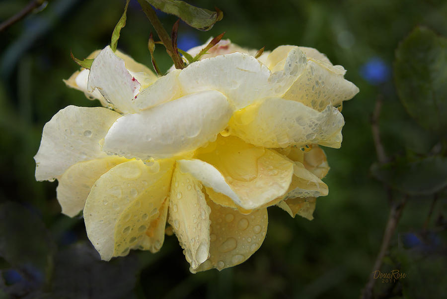 Yellow Rose in the Rain Photograph by   DonaRose