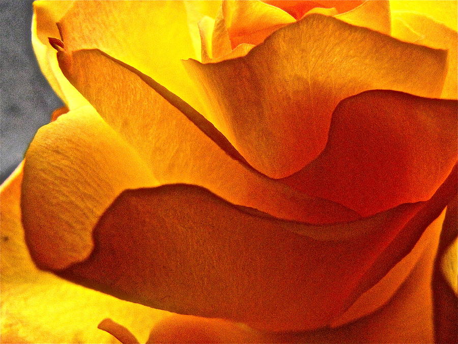 Yellow Rose in the Sun Photograph by Lori Miller