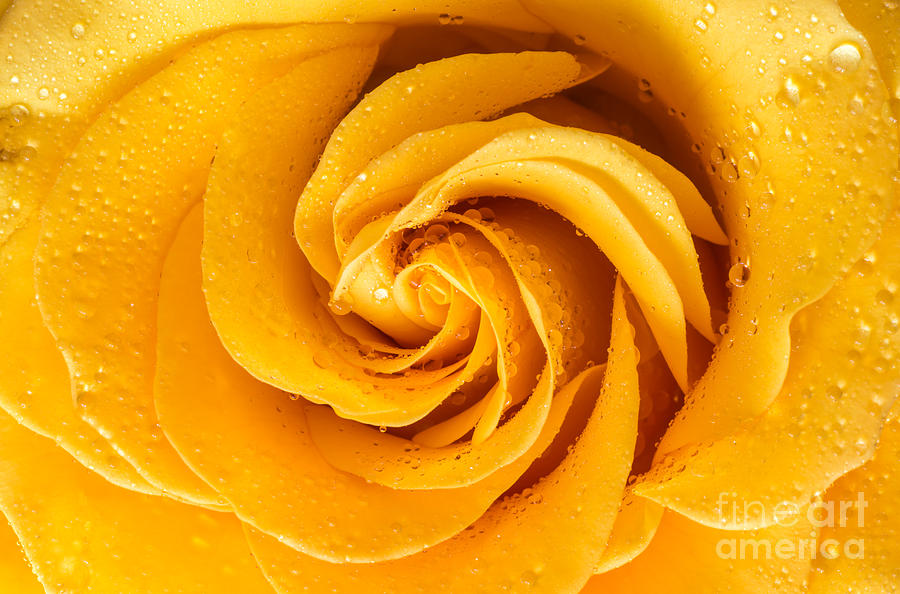 Yellow Rose Invitation Photograph by Greg Summers