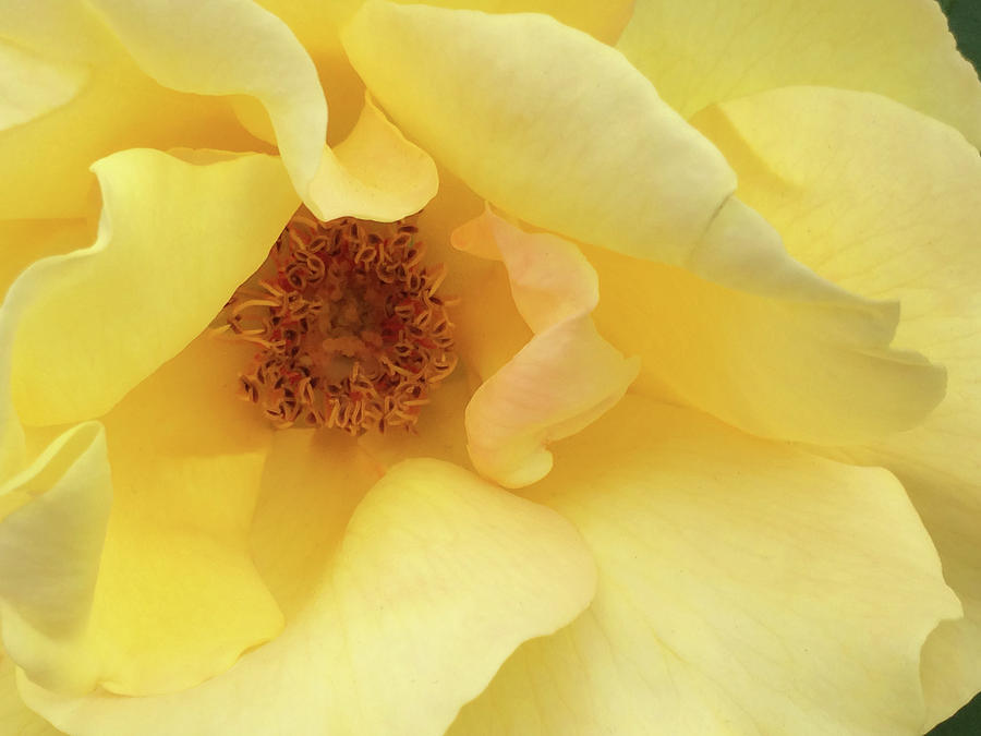Yellow Rose Photograph by Jacklyn Duryea Fraizer