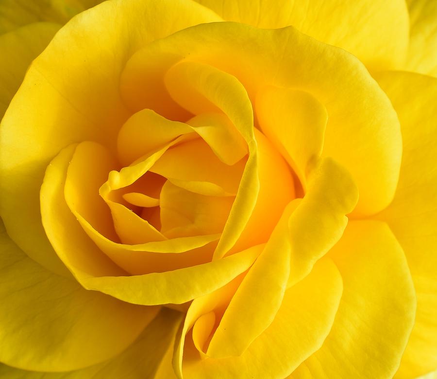 Yellow Rose Photograph by Jimmy Chuck Smith
