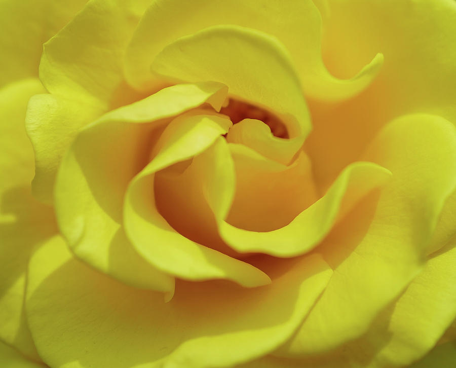 Yellow rose Photograph by Jocelyn Kahawai