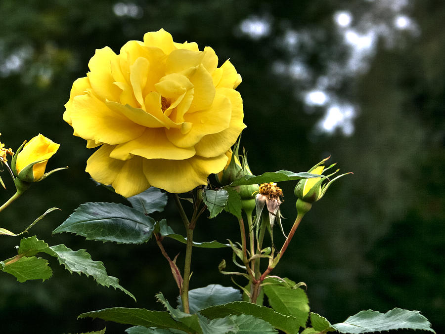 Life Cycle of a Yellow Rose Photograph by John A Megaw