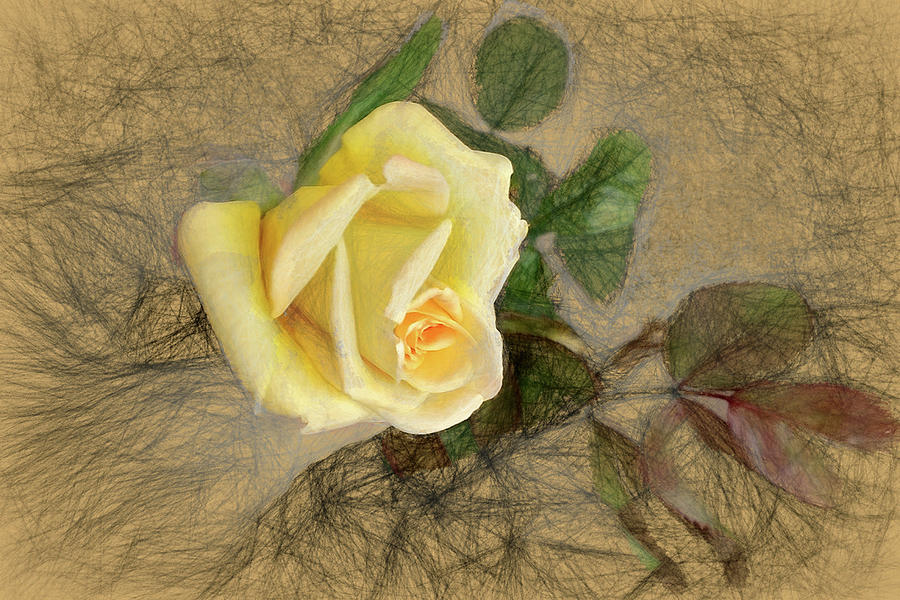 Yellow Rose Photograph by John Freidenberg