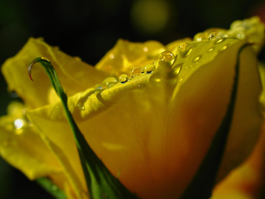 Rose Photograph - Yellow Rose by Juergen Roth