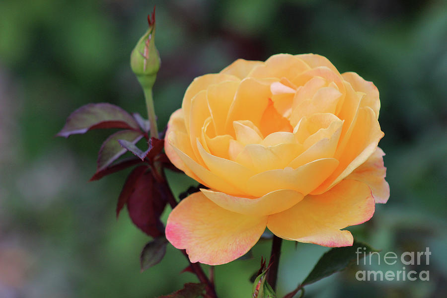 Yellow Rose Photograph by Karen Adams