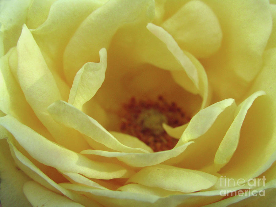 Yellow Rose Photograph by Kim Tran
