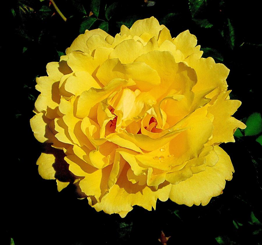 Yellow Rose Kissed By the Rain by Kristalin Davis Photograph by Kristalin Davis