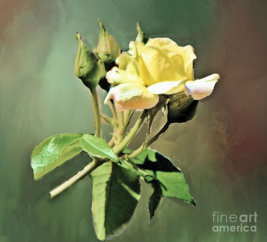 Tulsa Photograph - Yellow Rose Late Bloomer by Janette Boyd