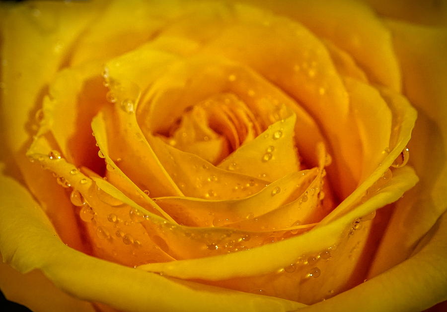 Yellow rose Photograph by Lilia S
