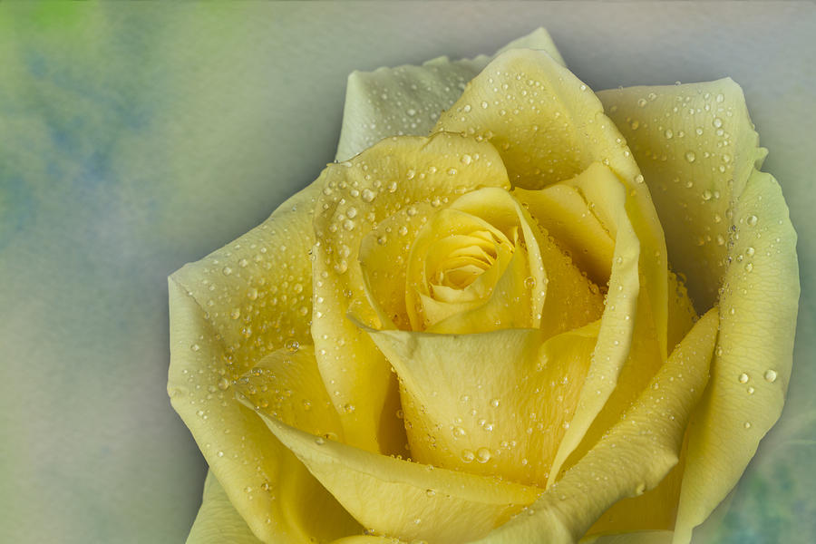 Yellow Rose Photograph by Lindley Johnson