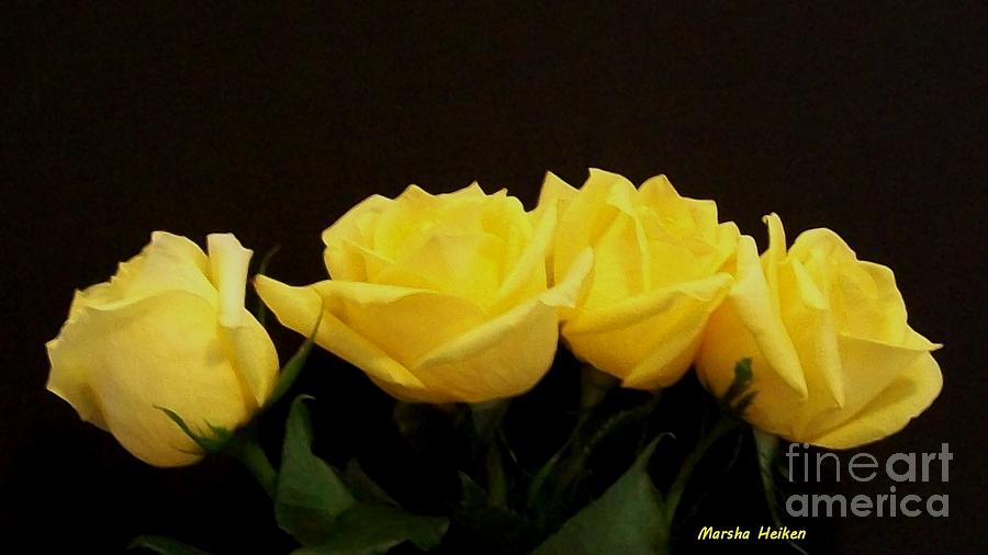 Yellow Rose Line Photograph by Marsha Heiken
