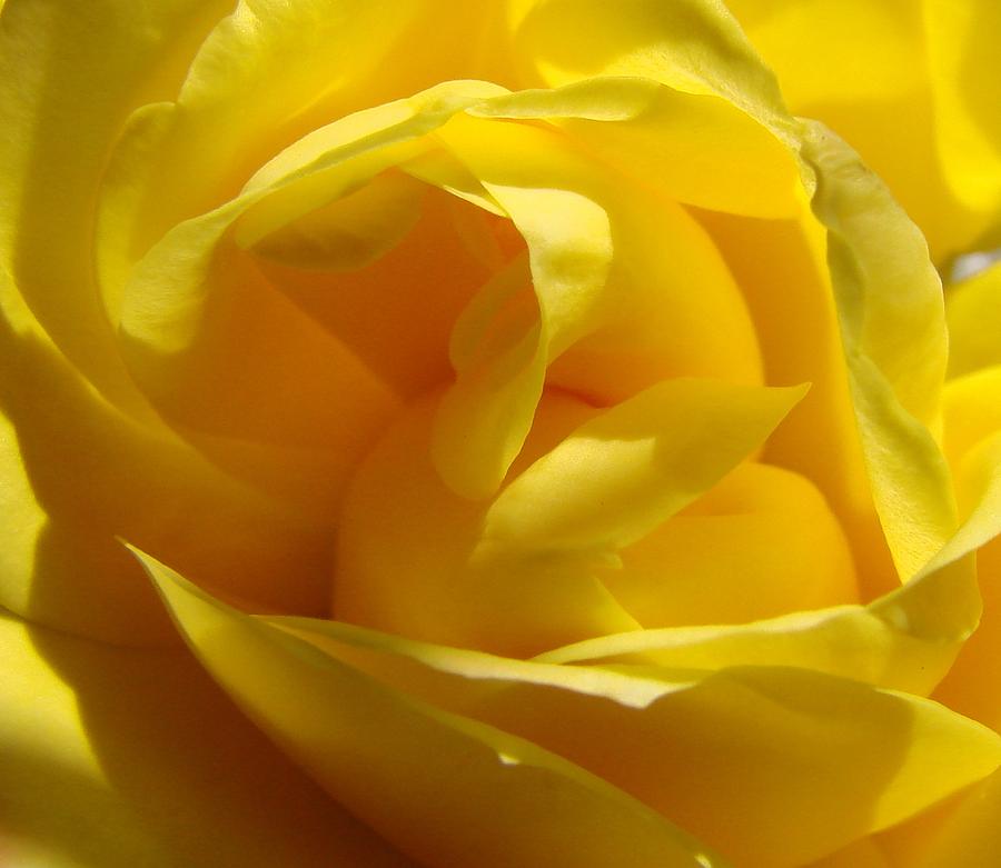 Yellow Rose Photograph by Liz Vernand