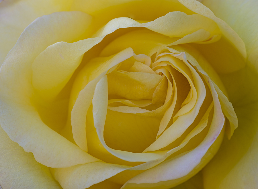 Nature Photograph - Yellow Rose by Loree Johnson