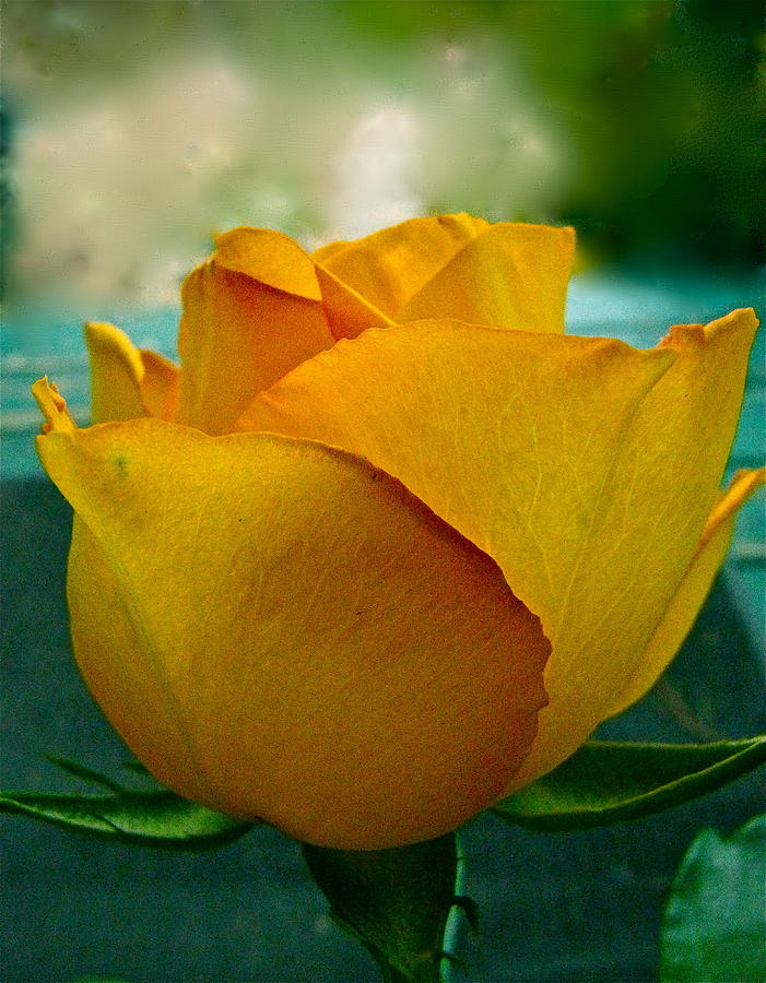 Yellow Rose Photograph by Lori Miller