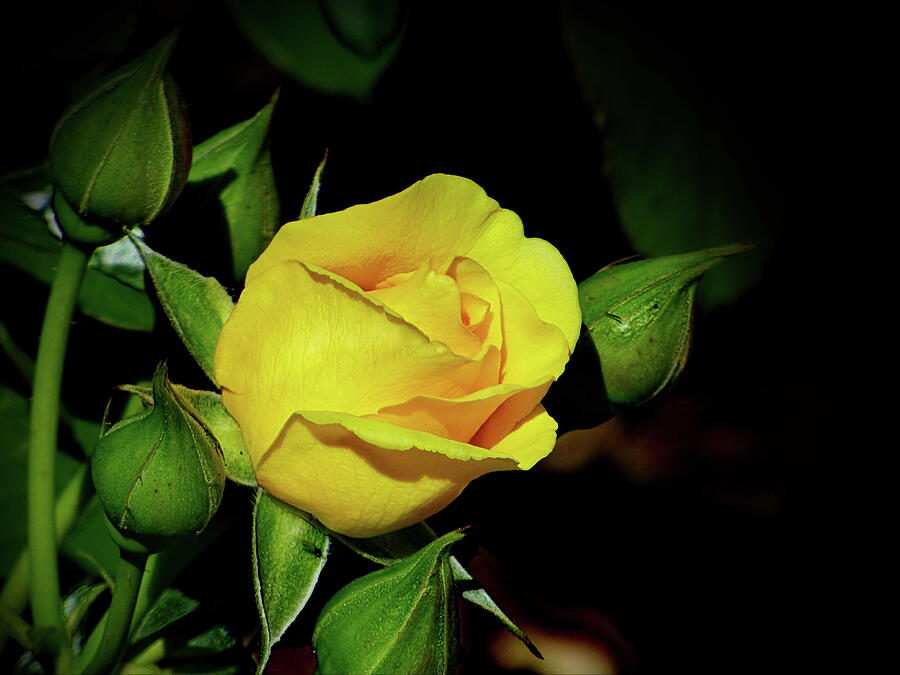 Yellow Rose Photograph by Lyuba Filatova